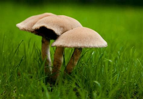 Small Brown Mushrooms In Yard All Mushroom Info