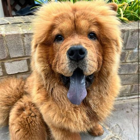 Why Do Chow Chows Have Blue Tongues The Unknown Truth Chow Chow