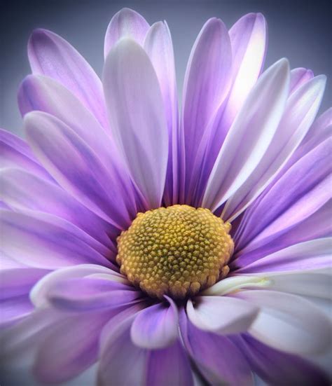 Purple Daisy Gerbera Gem Photography Photography Flowers Plants