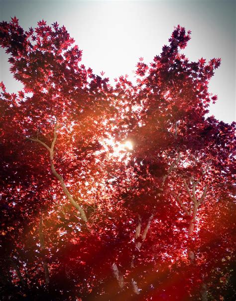 Sun Through The Red Tree Harminder Dhesi Flickr