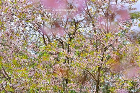 Setiap bunga pohon sakura yaezakura ini berukuran besar dengan lapisan kelopaknya yang terlihat sangat indah. (GAMBAR) Keindahan Musim Bunga Sakura di Putrajaya, Musim ...