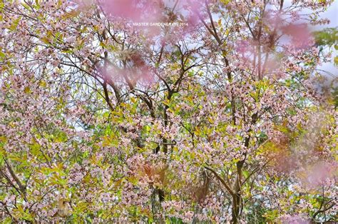 From musim (season) +‎ bunga (flower). (GAMBAR) Keindahan Musim Bunga Sakura di Putrajaya, Musim ...