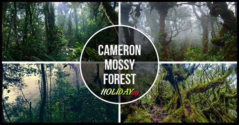 The cameron highlands is one of malaysia's most extensive hill stations. Cameron Mossy Forest - Cameron Highlands Online
