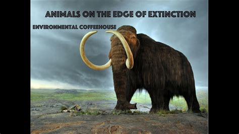 Animals On The Edge Of Extinction Youtube