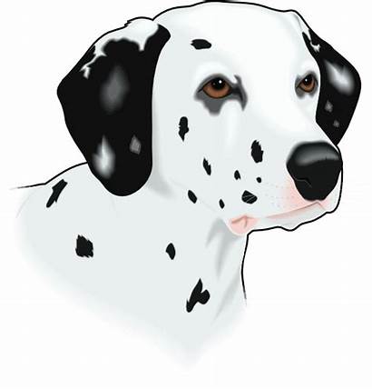 Dog Head Dalmation Clip Svg Clipart Dalmatian
