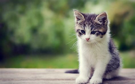 74 Cute Kitty Wallpapers