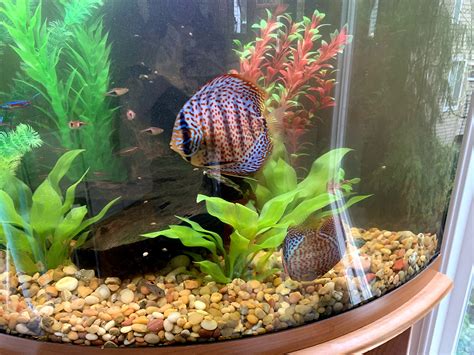 Discus are prone to disease and infection if the bacterial count gets high enough. Discus Aquarium Care | Aquarium Services of Oregon LLC.