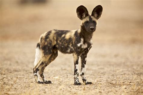 All About The African Wild Dog