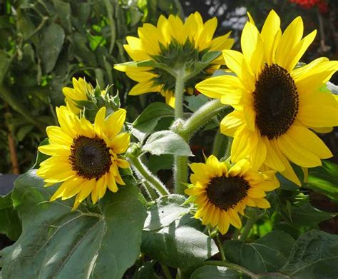 Check spelling or type a new query. 30 Different Types of Sunflowers with Basic Care Requirements