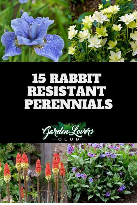 Rabbits graze a wide range of plants and can cause sufficient damage to kill young trees, shrubs and herbaceous plants. 15 Rabbit Resistant Perennials (Photos) | Deer resistant ...