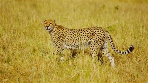 Beautiful Cheetah In The Wild Wildlife Wild Animal Wild Nature Stock