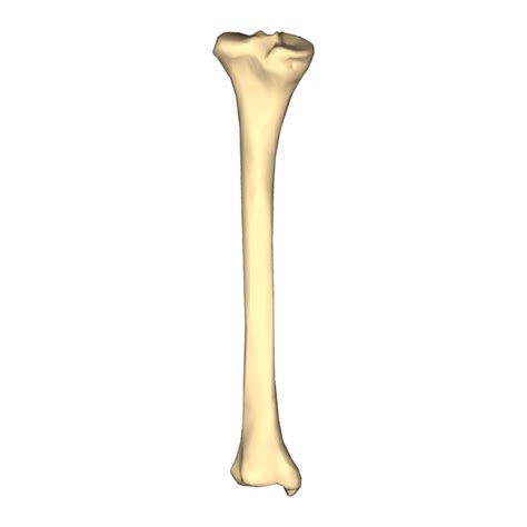 Blank diagram of long bone. Bone PNG