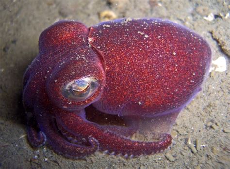These Are Variations Of Bobtail Squid These Tiny