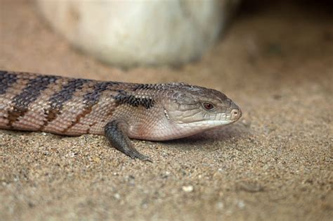 Blue Tongued Skinks Stock Photo Download Image Now Animal Color