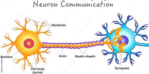 Neuron Communication Transmission Of The Nerve Signal Between Two Neurons Simple Annotated