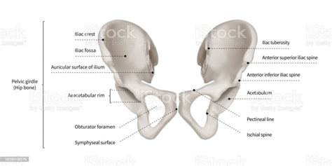 Infographic Diagram Of Human Hip Bone Or Pelvic Girdle Anatomy System
