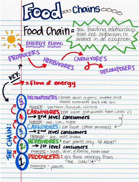 Food chains and food webs. Miss V's Class: Food Webs (5.9B)