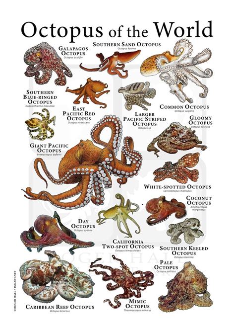 Octopus Of The World Poster Etsy Animal Infographic Octopus