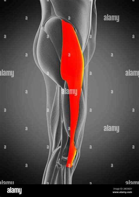 Tensor Fascia Lata Muscle Illustration Stock Photo Alamy