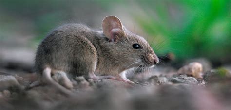 Mouse Animal How To Properly Care For Mice Other Rodents Rspca Mice