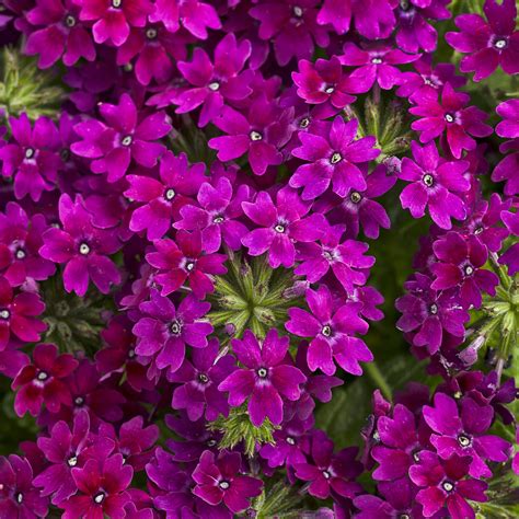 Verbena Superbena Royale Plum Wine Buy Verbena Annuals Online