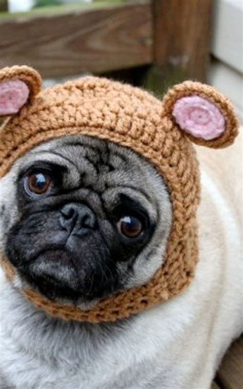 Dogs Wearing Hats Crochet Dog Dog Wear Cute Dogs