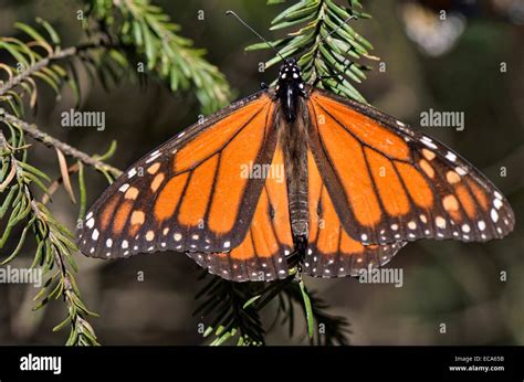 Papillon Monarque Danaus Plexippus Banque De Photographies Et Dimages