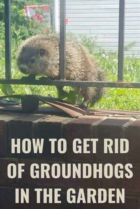 How To Get Rid Of Groundhogs In The Garden 5 Easy Ideas To Try