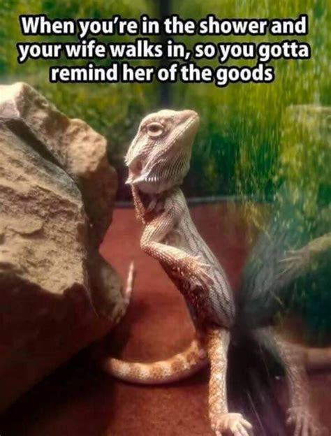 Funny Lizard Chillin Funny Funny Relationship Memes Funny