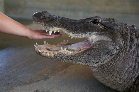 12 Foot Long Alligator Weighing 460 Pound Found In Florida