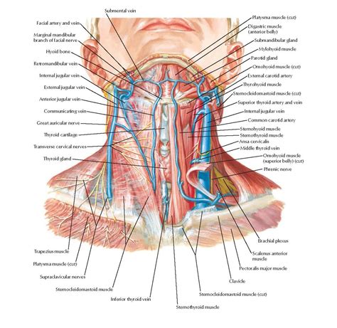 Superficial Veins And Cutaneous Nerves Of Neck Anatomy Pediagenosis