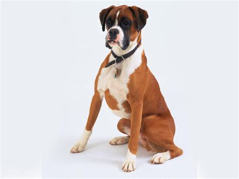Boxer Dog Wallpaper And Background Image 1600x1200 Id355644