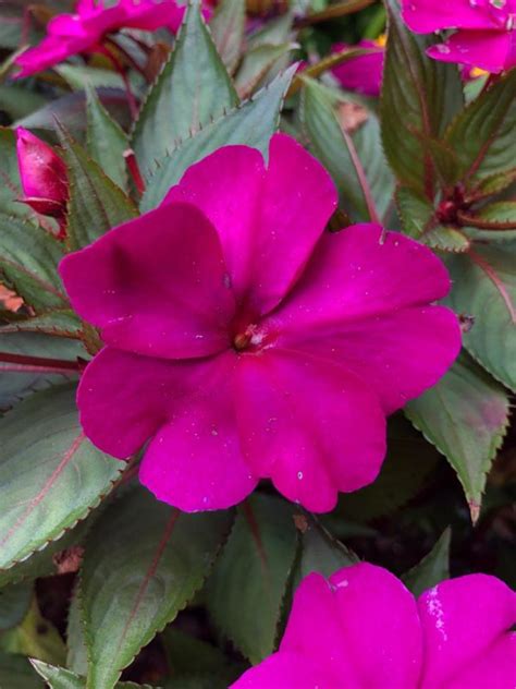 New guinea impatiens will tolerate somewhat more sun; Impatiens Sun Compact Purple | Bloom-Masters