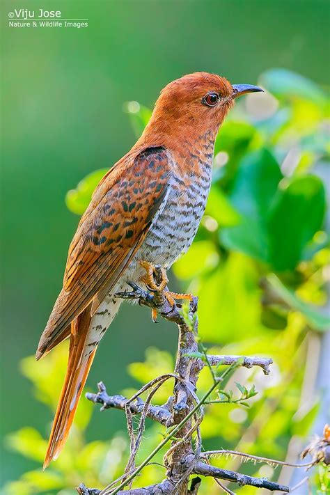 We did not find results for: Grey-bellied Cuckoo | Birds, Beautiful birds, Animals wild