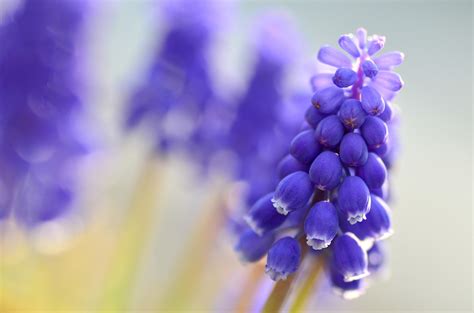 motion blur 1080p muscari macro flowers blue hd wallpaper