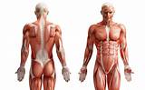 Images of Meaning Of Core Muscles