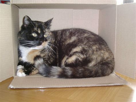 Filetortoiseshell Cat Cindy In A Box Wikimedia Commons