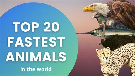 Top 20 Fastest Animals In The World With Top Speed Youtube