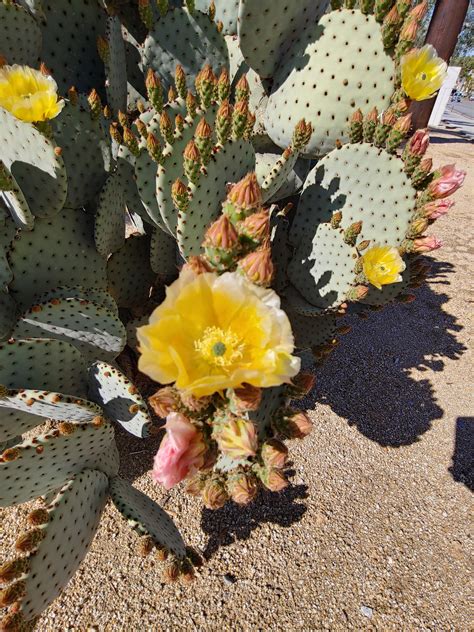 Blooming Cactus At Joshua Tree Rnationalpark