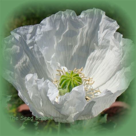 Papaver Poppy Persian White The Seed Basket