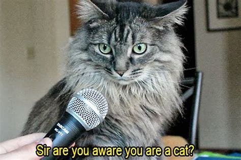 22 Of The Most Important Talking Animals Youll Ever See Cats Funny