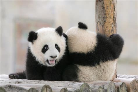 6 Month Old Panda Cubs Get Names Shine News