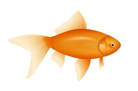 The meaning and symbolism of the word - Fish png image