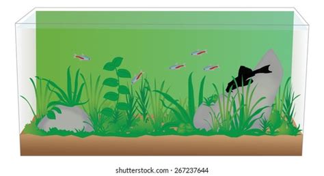 Pleco Fish Images Stock Photos And Vectors Shutterstock