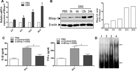 Inflammasome Independent Role Of Nlrp12 In Suppressing Colonic
