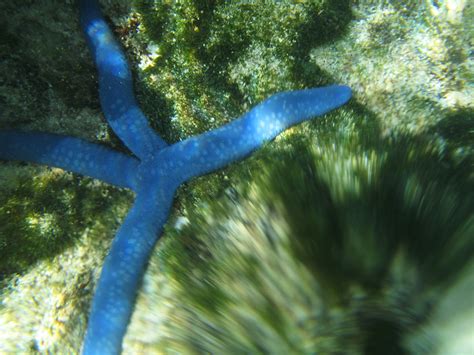 4 Legs A 4 Legged Blue Starfish The Water Was Rough So It Flickr