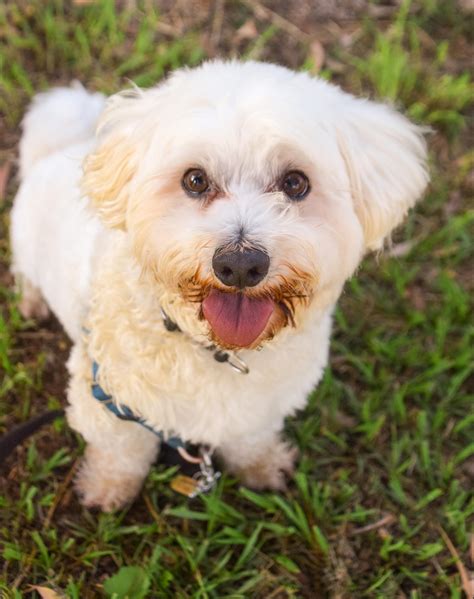 Benny Small Male Bichon Frise X Maltese Terrier Mix Dog In Qld
