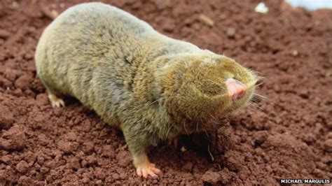 Cancer Resistant Blind Mole Rat Gets Genome Sequence Bbc News