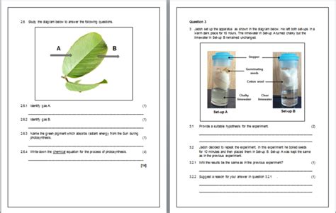 Grade 8 Photosynthesis And Respiration Test Term 1 Teacha