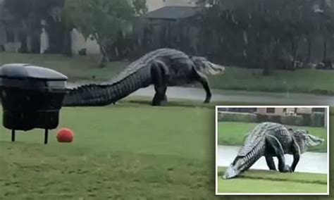 Moment Gigantic Alligator Is Seen Stomping Across Florida Golf Course